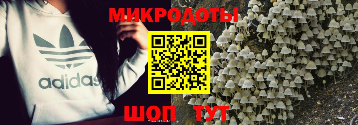 Галлюциногенные грибы Psilocybe Кингисепп
